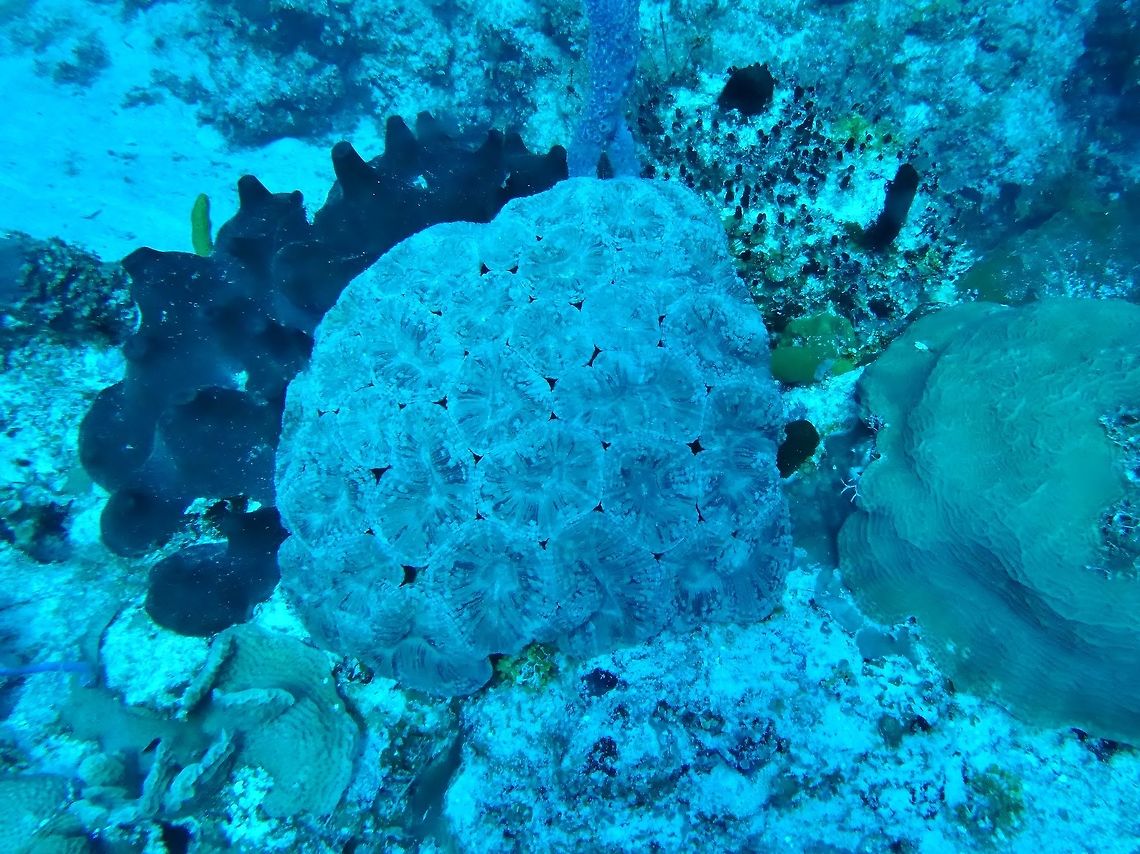 Large flower coral (Mussa angulosa) Cozumel, Quintana Roo, Mexico. Jul 20, 2017 Geotagged,Mexico,Mussa angulosa,Summer