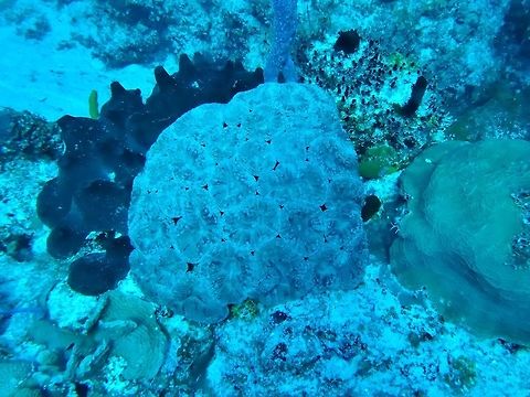 Large flower coral (Mussa angulosa) Cozumel, Quintana Roo, Mexico. Jul 20, 2017 Geotagged,Mexico,Mussa angulosa,Summer