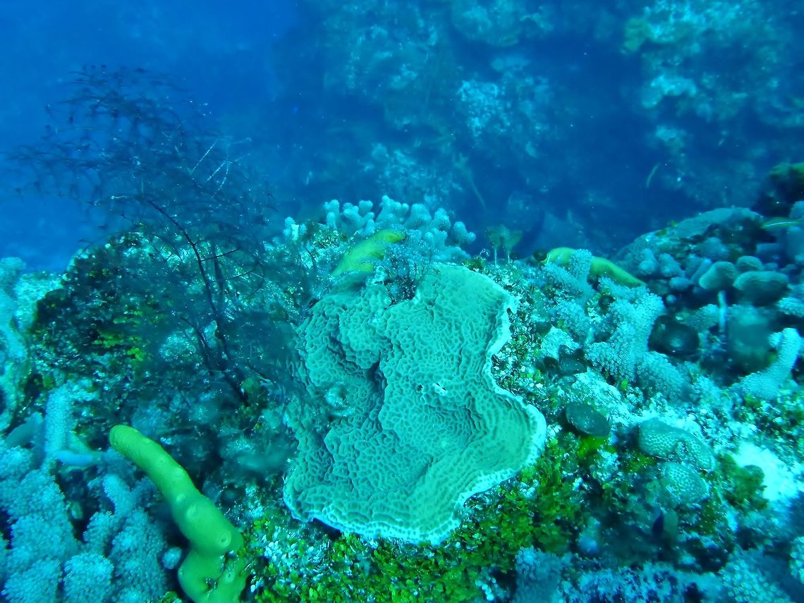 Lettuce coral (Agaricia agaricites) Cozumel, Quintana Roo, Mexico. Jul 20, 2017 Agaricia agaricites,Geotagged,Lettuce coral,Mexico,Summer