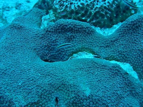 Mountainous star coral (Orbicella faveolata) Cozumel, Quintana Roo, Mexico. Jul 17, 2017 Geotagged,Mexico,Orbicella faveolata,Summer