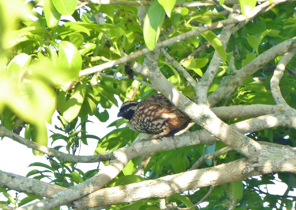 Yucatan bobwhite (Colinus nigrogularis) Rio Lagartos, Yucatan, Mexico. Jul 12, 2017 Colinus nigrogularis,Geotagged,Mexico,Summer,Yucatan bobwhite