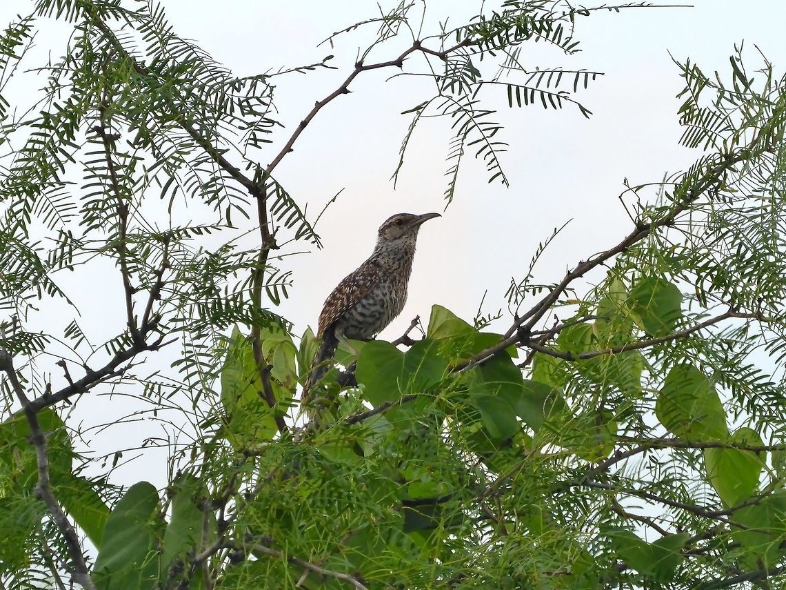 Yucatan wren (Campylorhynchus yucatanicus) Rio Lagartos, Yucatan, Mexico. Jul 12, 2017 Campylorhynchus yucatanicus,Geotagged,Mexico,Summer,Yucatan wren
