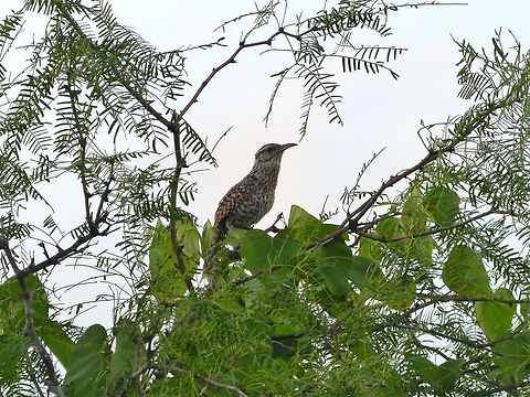 Yucatan wren (Campylorhynchus yucatanicus) Rio Lagartos, Yucatan, Mexico. Jul 12, 2017 Campylorhynchus yucatanicus,Geotagged,Mexico,Summer,Yucatan wren