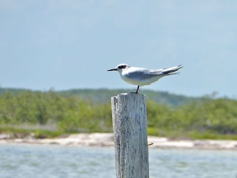 Forster's tern (Sterna forsteri) Rio Lagartos, Yucatan, Mexico. Jul 12, 2017 Forsters tern,Geotagged,Mexico,Sterna forsteri,Summer