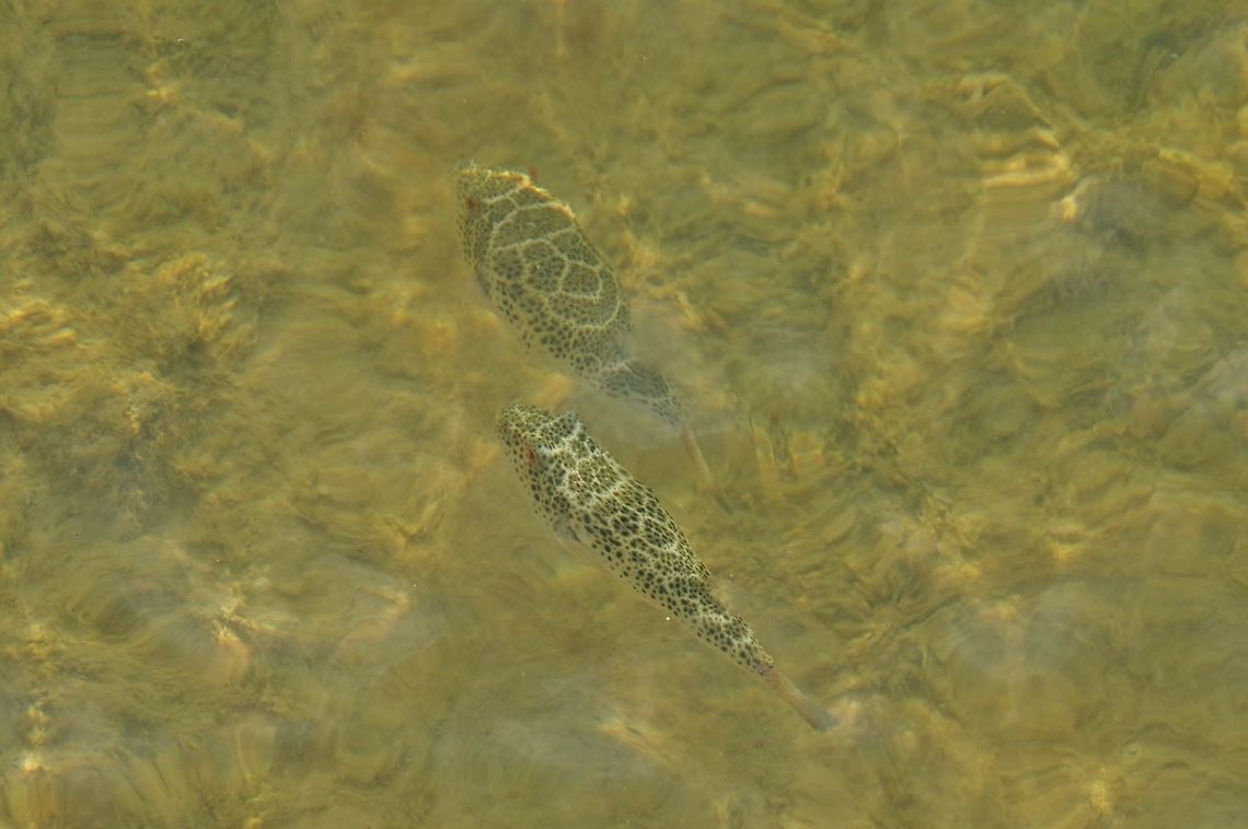Checkered puffer (Sphoeroides testudineus) Rio Lagartos, Yucatan, Mexico. Jul 12, 2017 Checkered puffer,Geotagged,Mexico,Sphoeroides testudineus,Summer