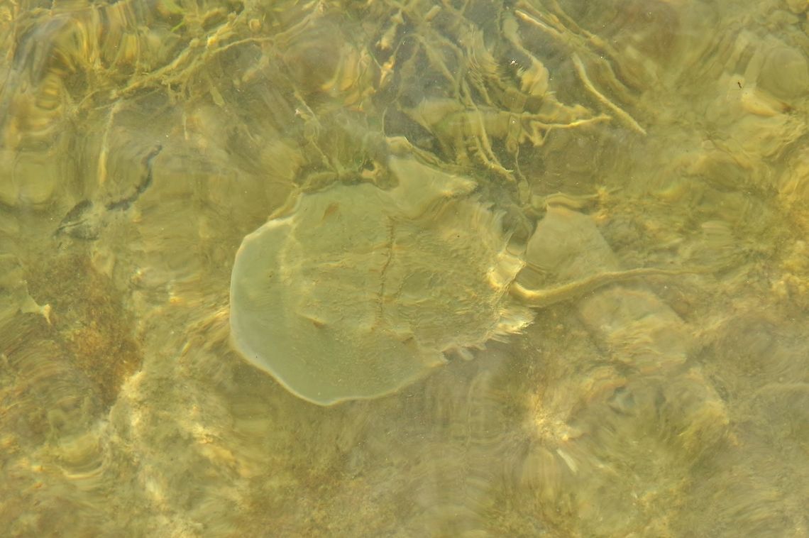 Atlantic horseshoe crab (Limulus polyphemus) Rio Lagartos, Yucatan, Mexico. Jul 12, 2017 Atlantic horseshoe crab,Geotagged,Limulus polyphemus,Mexico,Summer