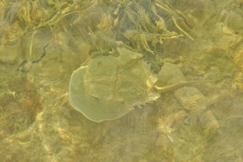 Atlantic horseshoe crab (Limulus polyphemus) Rio Lagartos, Yucatan, Mexico. Jul 12, 2017 Atlantic horseshoe crab,Geotagged,Limulus polyphemus,Mexico,Summer