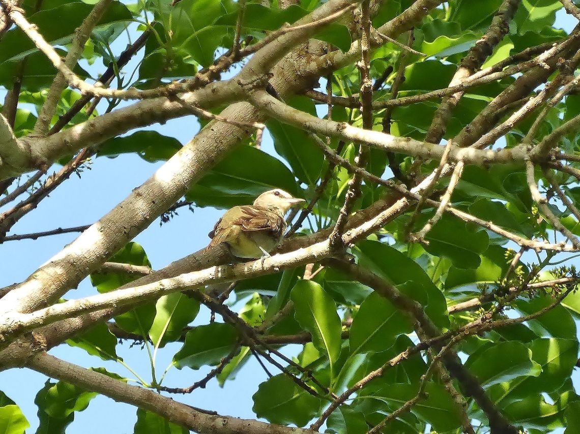 Yucatan vireo (Vireo magister) Isla Cozumel, Quintana Roo, Mexico. Jul 18, 2017 Geotagged,Mexico,Summer,Vireo magister,Yucatan vireo