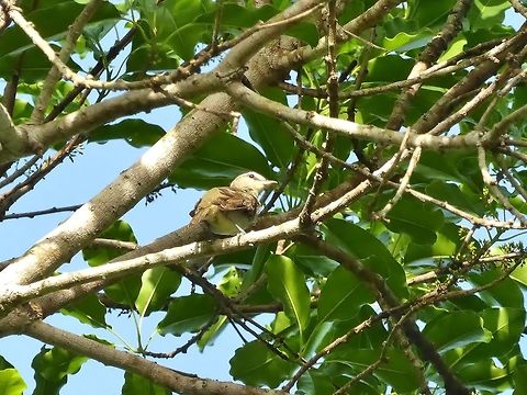 Yucatan vireo (Vireo magister) Isla Cozumel, Quintana Roo, Mexico. Jul 18, 2017 Geotagged,Mexico,Summer,Vireo magister,Yucatan vireo