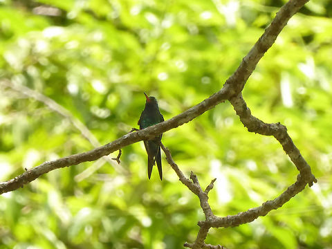 Cozumel emerald (Chlorostilbon forficatus) Isla Cozumel, Quintana Roo, Mexico. Jul 18, 2017 Chlorostilbon forficatus,Cozumel emerald,Geotagged,Mexico,Summer