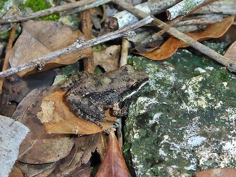 Mexican white-lipped frog (Leptodactylus fragilis) Isla Cozumel, Quintana Roo, Mexico. Jul 18, 2017 Geotagged,Leptodactylus fragilis,Mexican white-lipped frog,Mexico,Summer