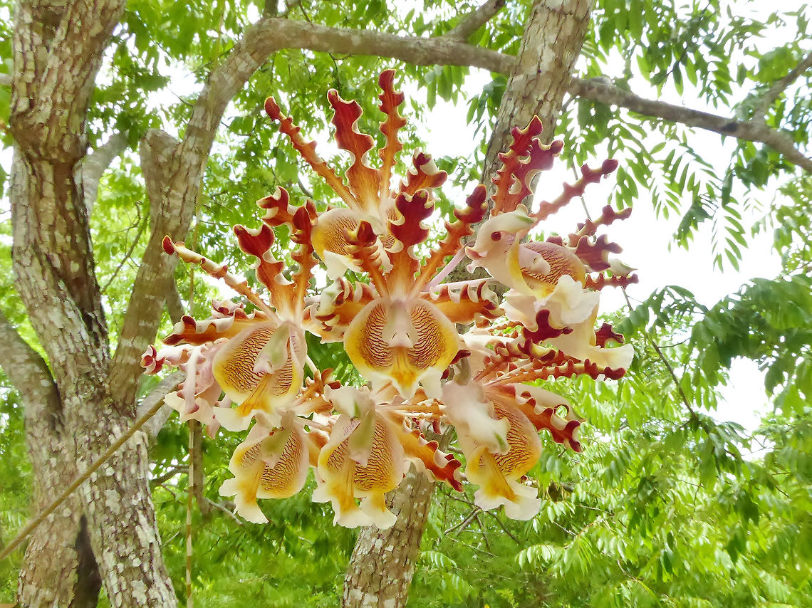Myrmecophila christinae (Orchidaceae) Isla Cozumel, Quintana Roo, Mexico. Jul 18, 2017 Geotagged,Mexico,Myrmecophila christinae,Summer
