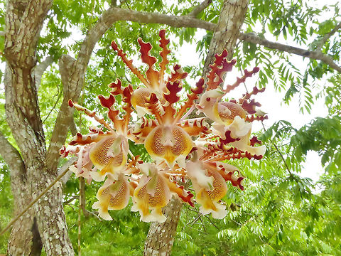 Myrmecophila christinae (Orchidaceae) Isla Cozumel, Quintana Roo, Mexico. Jul 18, 2017 Geotagged,Mexico,Myrmecophila christinae,Summer