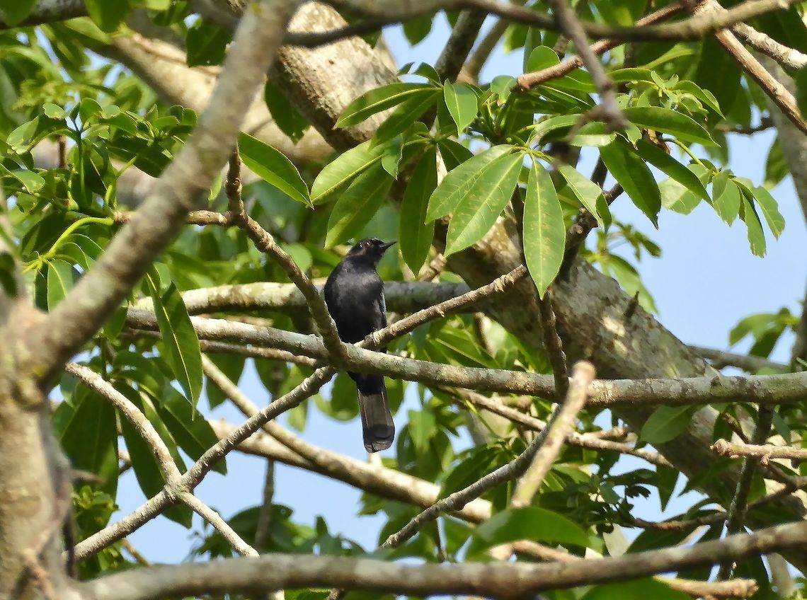 Black catbird (Melanoptila glabrirostris) Punta Laguna, Quintana Roo, Mexico. May 30, 2017 Black catbird,Geotagged,Melanoptila glabrirostris,Mexico,Spring