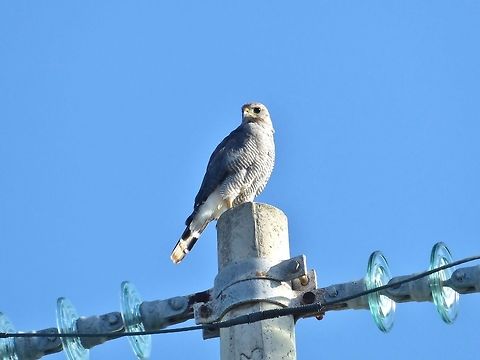 Gray hawk (Buteo plagiatus) Rio Lagartos, Yucatan, Mexico. Jul 12, 2017 Buteo plagiatus,Geotagged,Gray hawk,Mexico,Summer