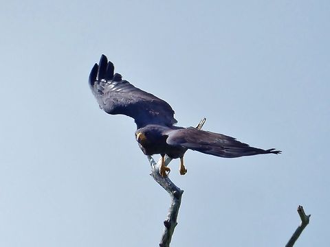 Common Black Hawk (Buteogallus anthracinus) Rio Lagartos, Yucatan, Mexico. Jul 12, 2017 Buteogallus anthracinus,Common Black Hawk,Geotagged,Mexico,Summer