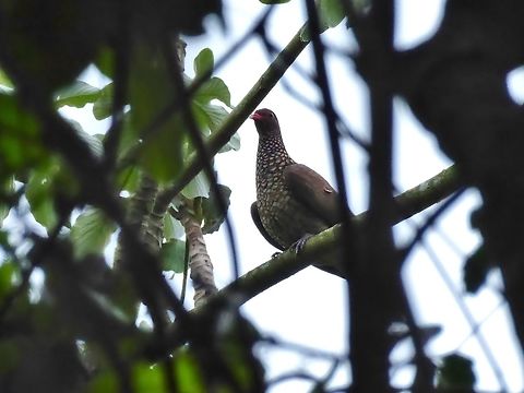 Scaled pigeon (Patagioenas speciosa) Punta Laguna, Quintana Roo, Mexico. Jun 4, 2017 Geotagged,Mexico,Patagioenas speciosa,Scaled pigeon,Spring