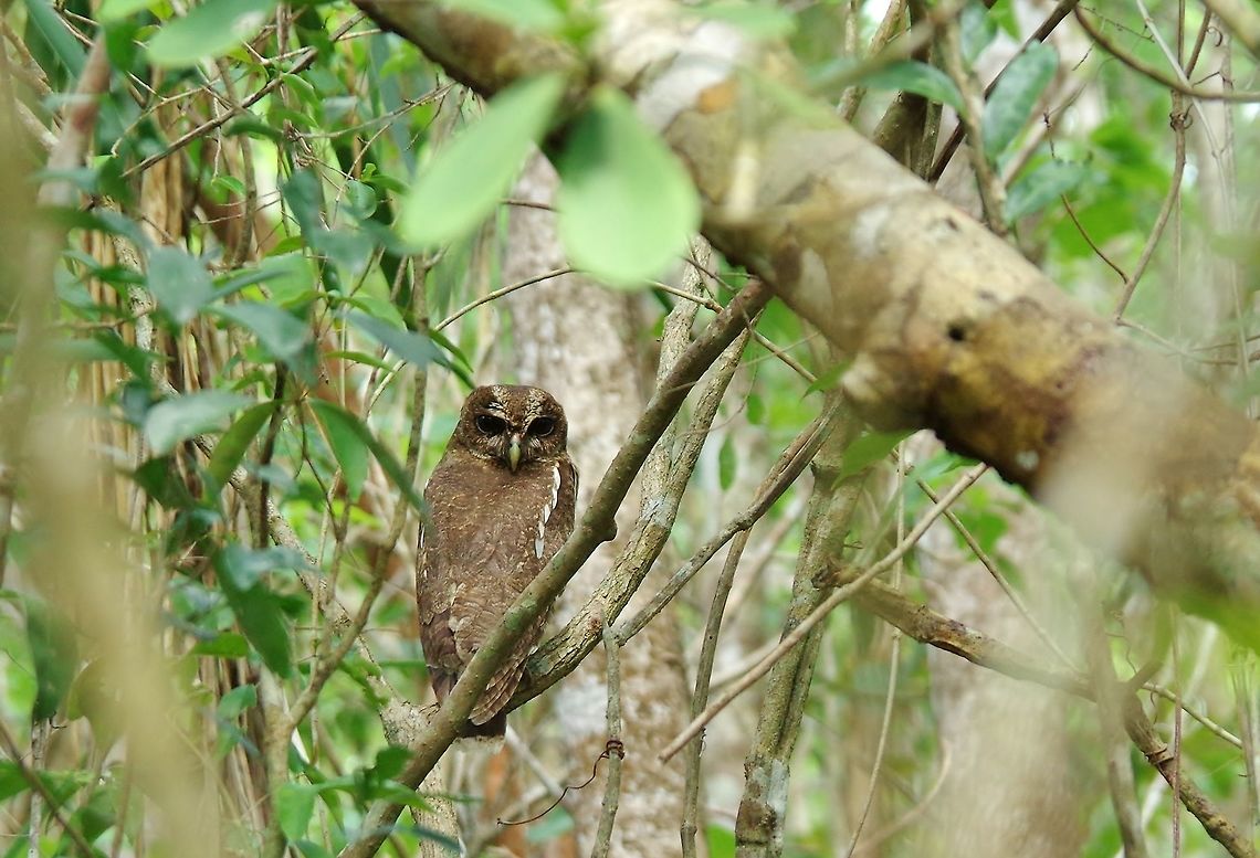 Mottled owl (Strix virgata) Punta Laguna, Quintana Roo, Mexico. May 22, 2017 Geotagged,Mexico,Mottled owl,Spring,Strix virgata