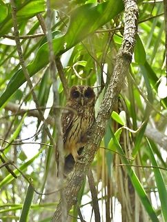 Mottled owl (Strix virgata) Punta Laguna, Quintana Roo, Mexico. May 29, 2017 Geotagged,Mexico,Mottled owl,Spring,Strix virgata
