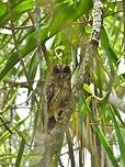 Mottled owl (Strix virgata) Punta Laguna, Quintana Roo, Mexico. May 29, 2017 Geotagged,Mexico,Mottled owl,Spring,Strix virgata