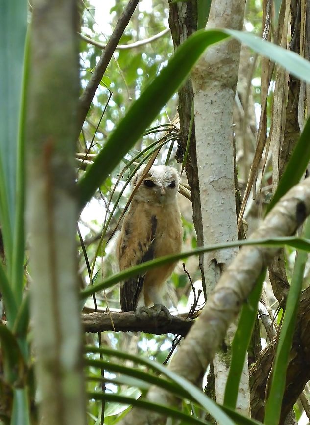 Mottled owl - downy juvenile Punta Laguna, Quintana Roo, Mexico. May 29, 2017 Geotagged,Mexico,Mottled owl,Spring,Strix virgata