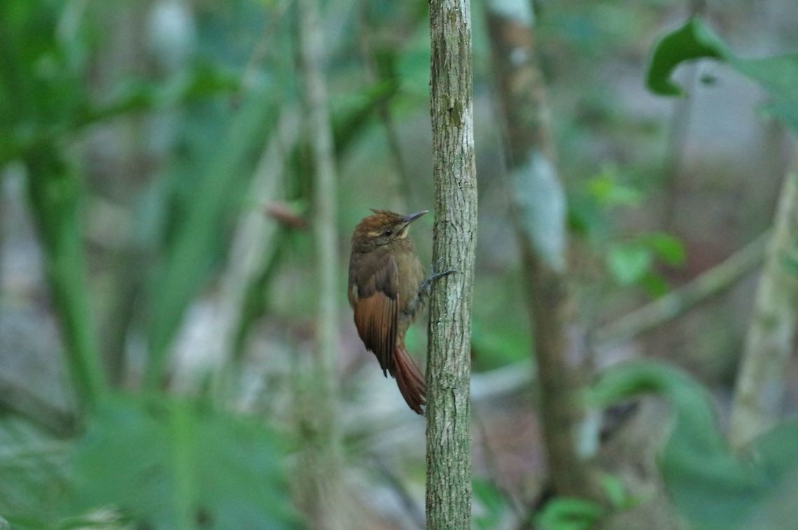 Tawny-winged woodcreeper (Dendrocincla anabatina) Punta Laguna, Quintana Roo, Mexico. Mar 25, 2017 Dendrocincla anabatina,Geotagged,Mexico,Spring,Tawny-winged woodcreeper