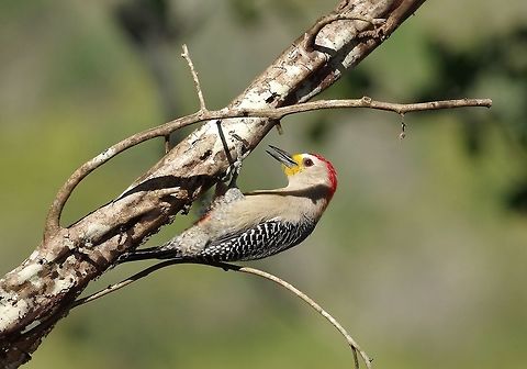 Yucatan woodpecker (Melanerpes pygmaeus) Punta Laguna, Quintana Roo, Mexico. Mar 22, 2017 Geotagged,Melanerpes pygmaeus,Mexico,Spring,Yucatan woodpecker