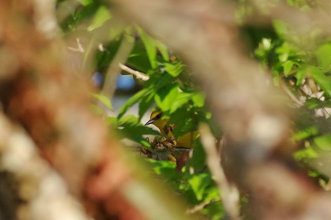 Blue-winged warbler (Vermivora cyanoptera) Punta Laguna, Quintana Roo, Mexico. Mar 21, 2017 Blue-winged warbler,Geotagged,Mexico,Spring,Vermivora cyanoptera