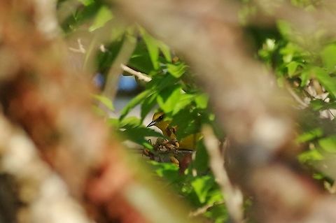 Blue-winged warbler (Vermivora cyanoptera) Punta Laguna, Quintana Roo, Mexico. Mar 21, 2017 Blue-winged warbler,Geotagged,Mexico,Spring,Vermivora cyanoptera