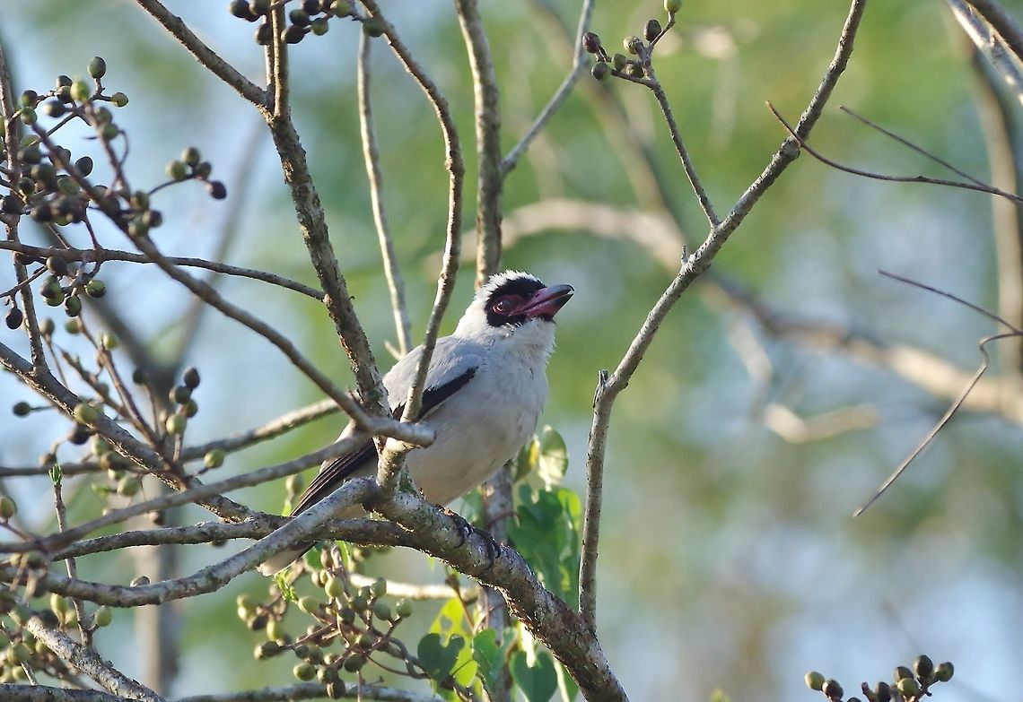 Masked tityra (Tityra semifasciata) Punta Laguna, Quintana Roo, Mexico. Mar 21, 2017 Geotagged,Masked tityra,Mexico,Spring,Tityra semifasciata