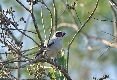 Masked tityra (Tityra semifasciata) Punta Laguna, Quintana Roo, Mexico. Mar 21, 2017 Geotagged,Masked tityra,Mexico,Spring,Tityra semifasciata