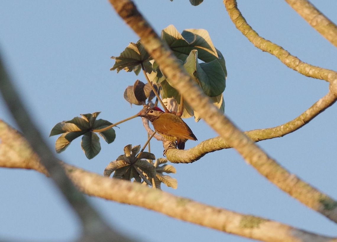 Golden-olive woodpecker (Colaptes rubiginosus) Punta Laguna, Quintana Roo, Mexico. Mar 19, 2017 Colaptes rubiginosus,Geotagged,Golden-olive woodpecker,Mexico,Winter
