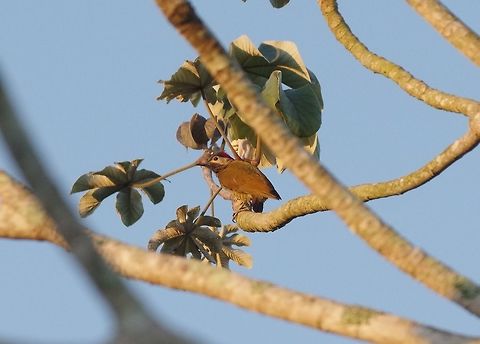 Golden-olive woodpecker (Colaptes rubiginosus) Punta Laguna, Quintana Roo, Mexico. Mar 19, 2017 Colaptes rubiginosus,Geotagged,Golden-olive woodpecker,Mexico,Winter
