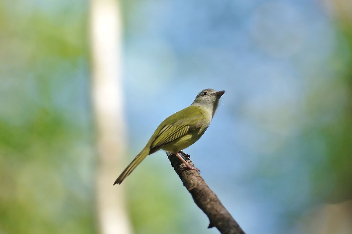 Yellow-olive flatbill (Tolmomyias sulphurescens) Punta Laguna, Quintana Roo, Mexico. Mar 18, 2017 Geotagged,Mexico,Tolmomyias sulphurescens,Winter,Yellow-olive flatbill