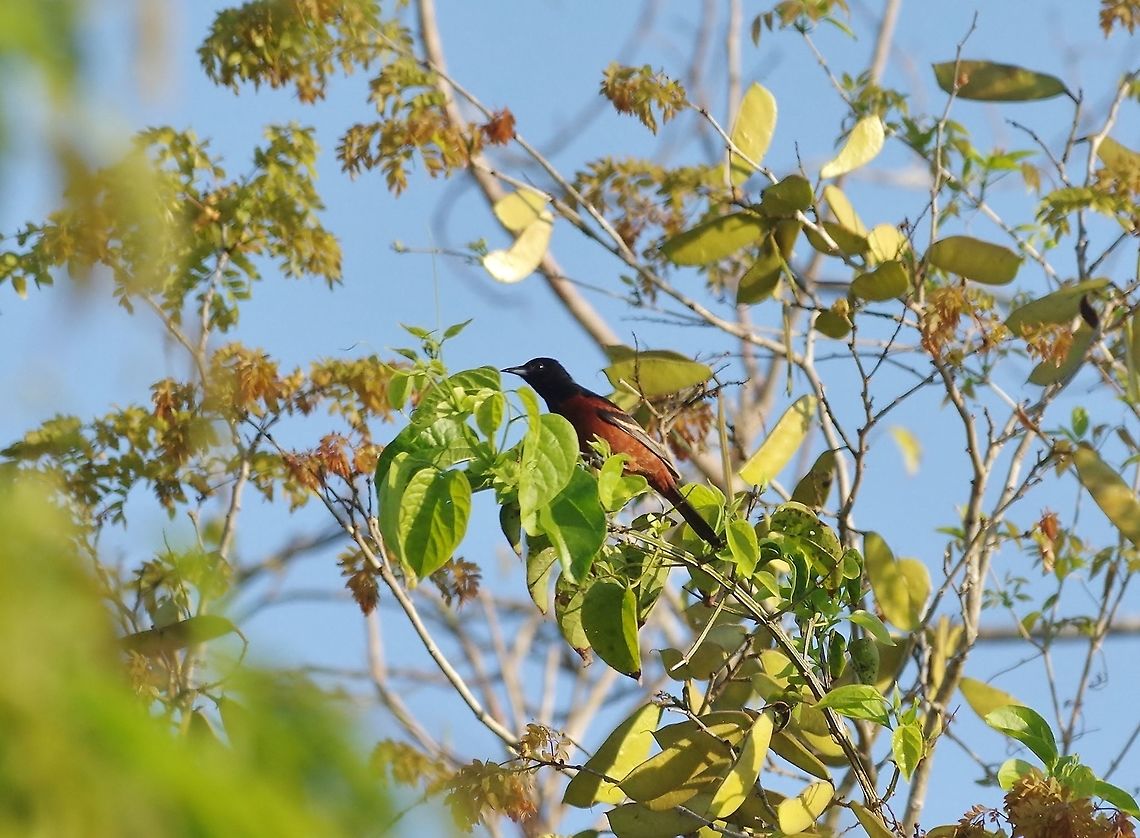 Orchard oriole (Icterus spurius) Punta Laguna, Quintana Roo, Mexico. Mar 18, 2017 Geotagged,Icterus spurius,Mexico,Orchard oriole,Winter
