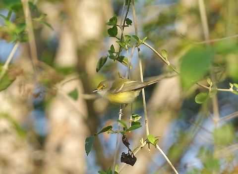 White-eyed vireo (Vireo griseus) Punta Laguna, Quintana Roo, Mexico. Mar 18, 2017 Geotagged,Mexico,Vireo griseus,White-eyed vireo,Winter