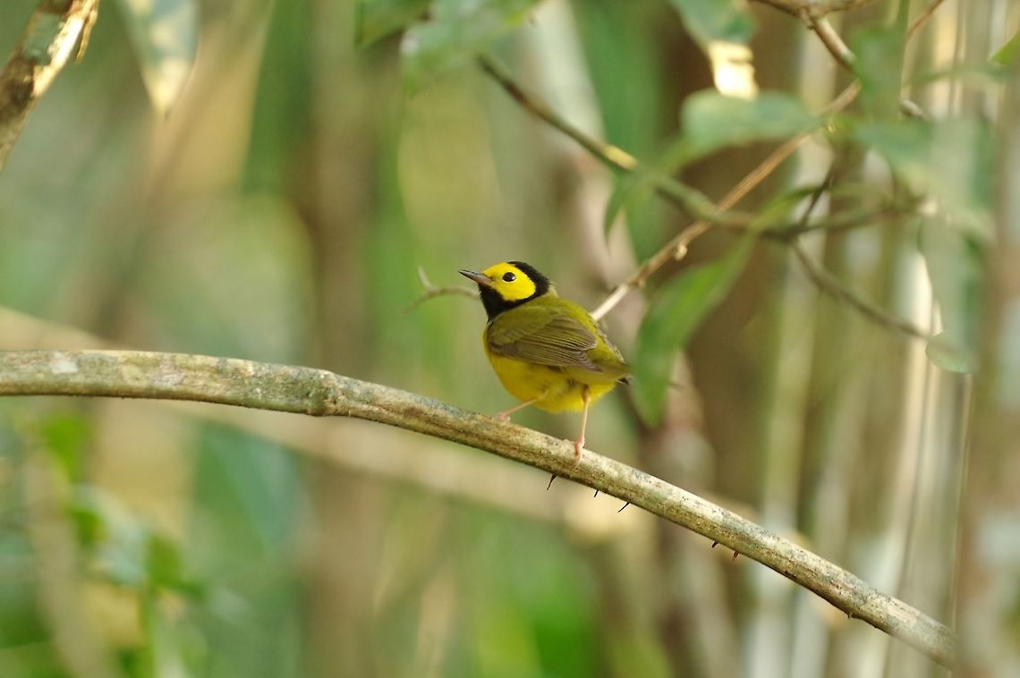 Hooded warbler (Setophaga citrina) Punta Laguna, Quintana Roo, Mexico. Mar 17, 2017 Geotagged,Hooded warbler,Mexico,Setophaga citrina,Winter