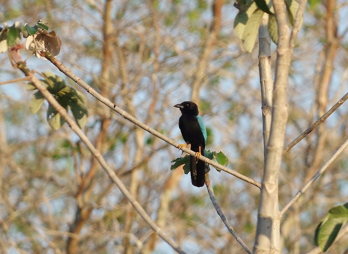 Yucatan jay (Cyanocorax yucatanicus) Punta Laguna, Quintana Roo, Mexico. Mar 18, 2017 Cyanocorax yucatanicus,Geotagged,Mexico,Winter,Yucatan jay