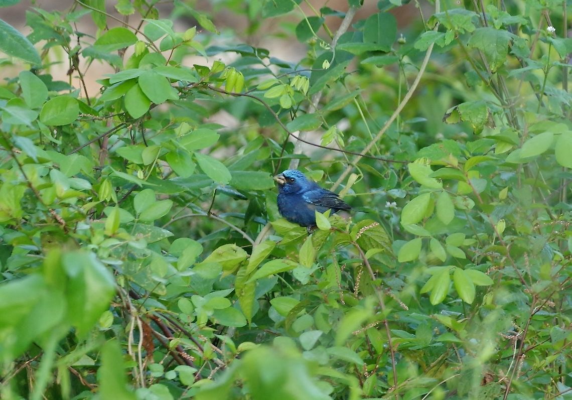 Blue bunting (Cyanocompsa parellina) Punta Laguna, Quintana Roo, Mexico. Mar 18, 2017 Blue bunting,Cyanocompsa parellina,Geotagged,Mexico,Winter