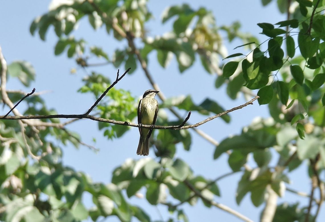 Piratic flycatcher (Legatus leucophaius) Coba, Quintana Roo, Mexico. May 19, 2017 Geotagged,Legatus leucophaius,Mexico,Piratic flycatcher,Spring
