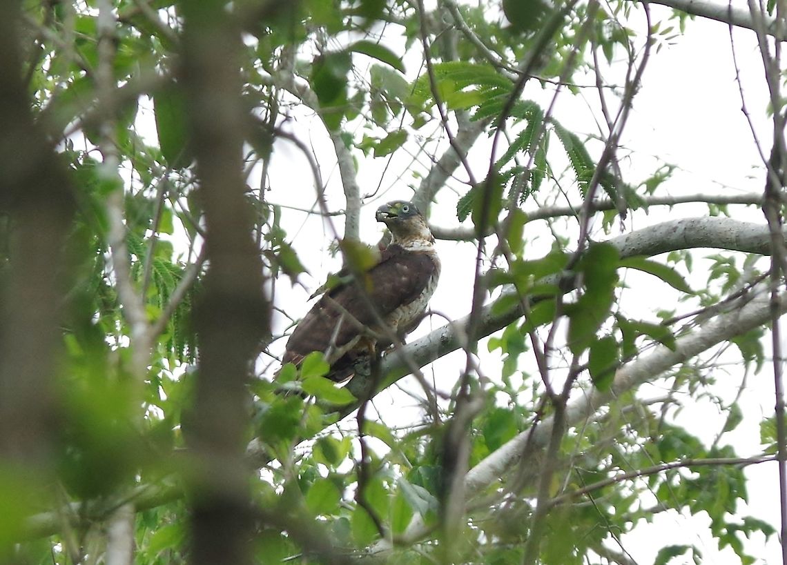Hook-billed kite (Chondrohierax uncinatus) Punta Laguna, Quintana Roo, Mexico. May 18, 2017 Chondrohierax uncinatus,Geotagged,Hook-billed kite,Mexico,Spring