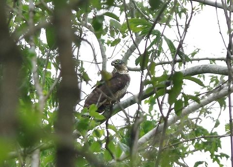 Hook-billed kite (Chondrohierax uncinatus) Punta Laguna, Quintana Roo, Mexico. May 18, 2017 Chondrohierax uncinatus,Geotagged,Hook-billed kite,Mexico,Spring