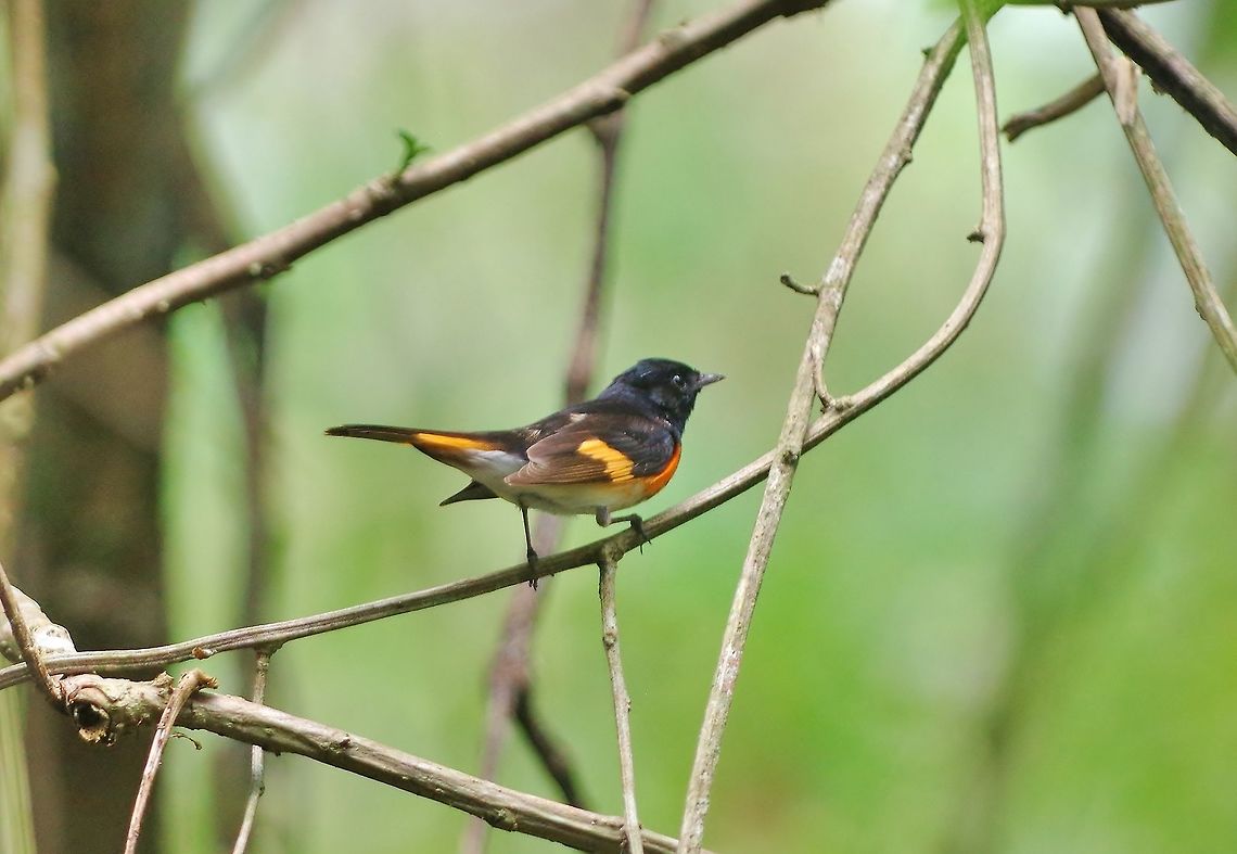 American redstart (Setophaga ruticilla) Punta Laguna, Quintana Roo, Mexico. May 5, 2017 American redstart,Geotagged,Mexico,Setophaga ruticilla,Spring