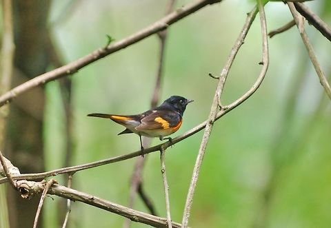 American redstart (Setophaga ruticilla) Punta Laguna, Quintana Roo, Mexico. May 5, 2017 American redstart,Geotagged,Mexico,Setophaga ruticilla,Spring