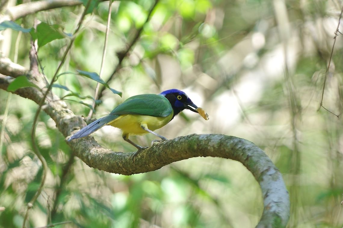 Green Jay (Cyanocorax yncas) Punta Laguna, Quintana Roo, Mexico. May 6, 2017 Cyanocorax yncas,Geotagged,Green Jay,Mexico,Spring