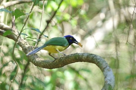 Green Jay (Cyanocorax yncas) Punta Laguna, Quintana Roo, Mexico. May 6, 2017 Cyanocorax yncas,Geotagged,Green Jay,Mexico,Spring