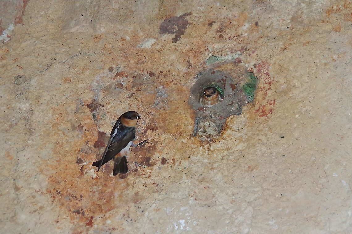 Cave swallow (Petrochelidon fulva) Uxmal ruins, Yucatan, Mexico. Jul 13, 2017 Cave swallow,Geotagged,Mexico,Petrochelidon fulva,Summer