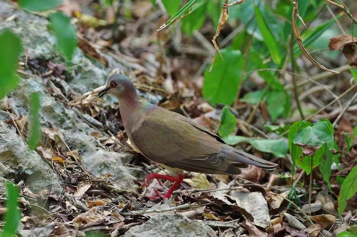 Caribbean dove (Leptotila jamaicensis) Punta Laguna, Quintana Roo, Mexico. May 4, 2017 Caribbean dove,Geotagged,Leptotila jamaicensis,Mexico,Spring