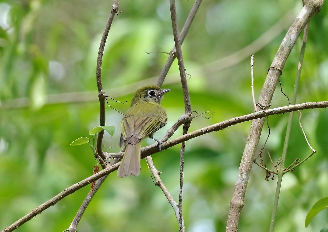 Eye-ringed flatbill (Rhynchocyclus brevirostris) Punta Laguna, Quintana Roo, Mexico. May 1, 2017 Eye-ringed flatbill,Geotagged,Mexico,Rhynchocyclus brevirostris,Spring