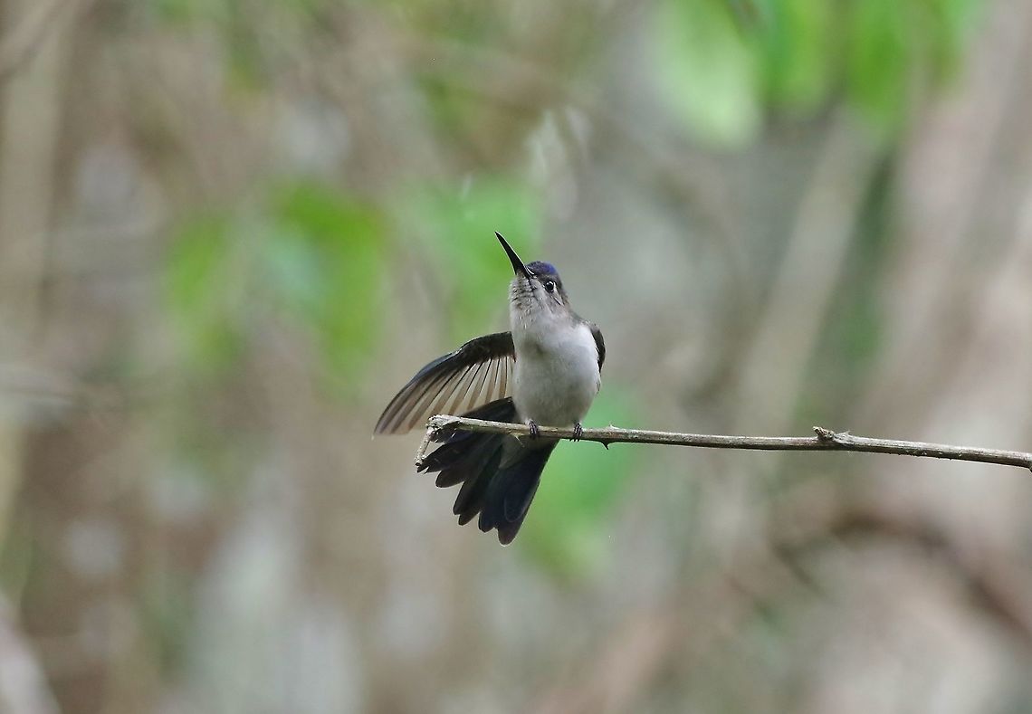 Wedge-tailed sabrewing (Campylopterus pampa) Punta Laguna, Quintana Roo, Mexico. May 2, 2017 Campylopterus pampa,Geotagged,Mexico,Spring,Wedge-tailed sabrewing
